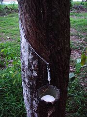 Latex being collected from a tapped rubber tree.